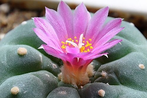 Lophophora fricii Peyote - San Pedro Cactus seeds