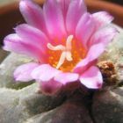 Lophophora fricii  cемян