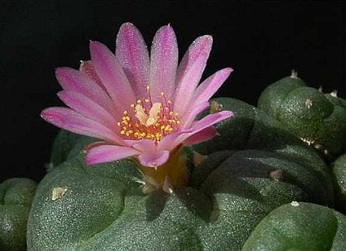 Lophophora jourdaniana Peyote - San Pedro Cactus seeds