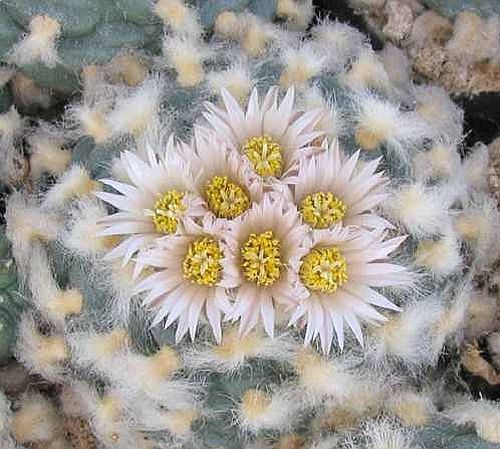Lophophora koehresii Peyote - San Pedro Cactus seeds