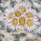 Lophophora koehresii