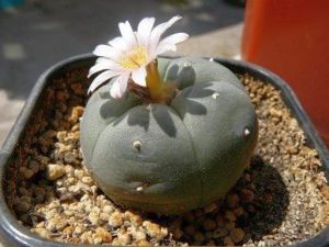 Lophophora williamsii Peyote - San Pedro Cactus seeds