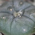 Lophophora williamsii El Tecolote  semi