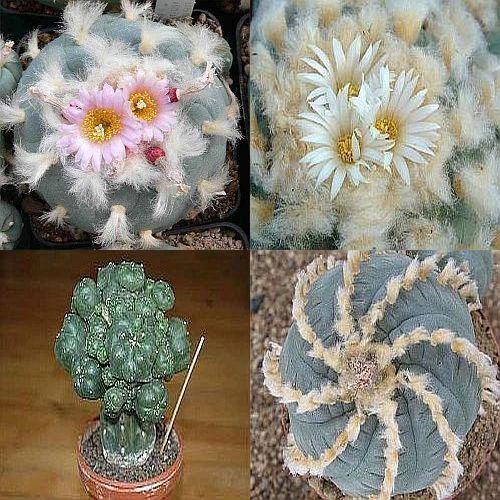 Lophophora williamsii Mischung Peyote - San Pedro Cactus seeds