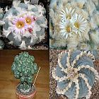 Lophophora williamsii Mischung Peyote, Bot?n de Mezcal, J?core semillas