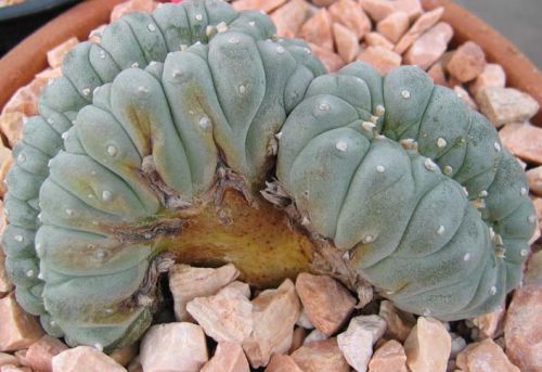 Lophophora williamsii cristata Cristate Peyote seeds