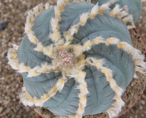 Lophophora williamsii v. Huizache Peyote - San Pedro Cactus seeds