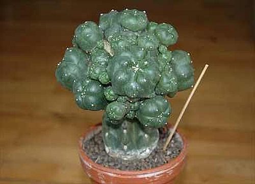 Lophophora williamsii v. caespitosa Peyote - San Pedro Cactus seeds