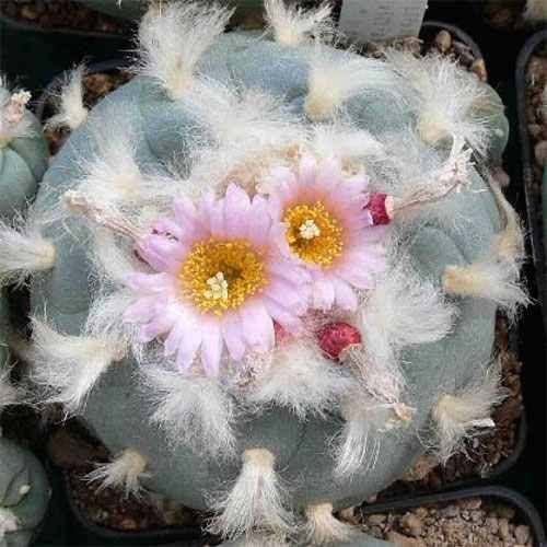 Lophophora williamsii v. decipiens Peyote - San Pedro Cactus seeds