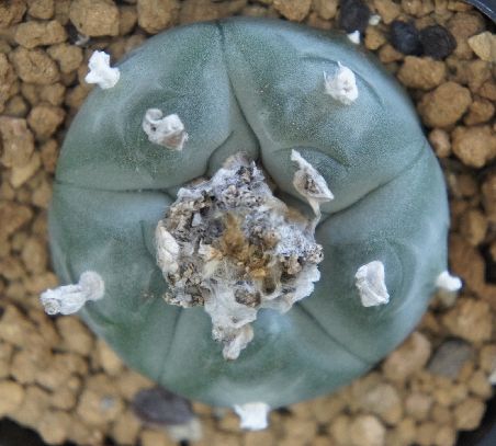 Lophophora williamsii v. pluricostata Peyote seeds