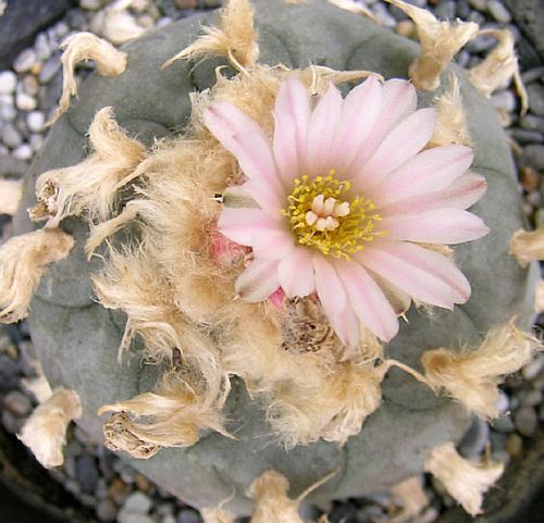 Lophophora williamsii v. texana Peyote - San Pedro cactus seeds