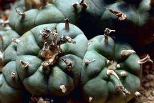 Lophophora williamsii v Bernalecho Peyote - San Pedro Cactus seeds