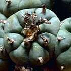 Lophophora williamsii v Bernalecho Peyotl ? cactus San Pedro graines