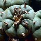 Lophophora williamsii v Bernalecho