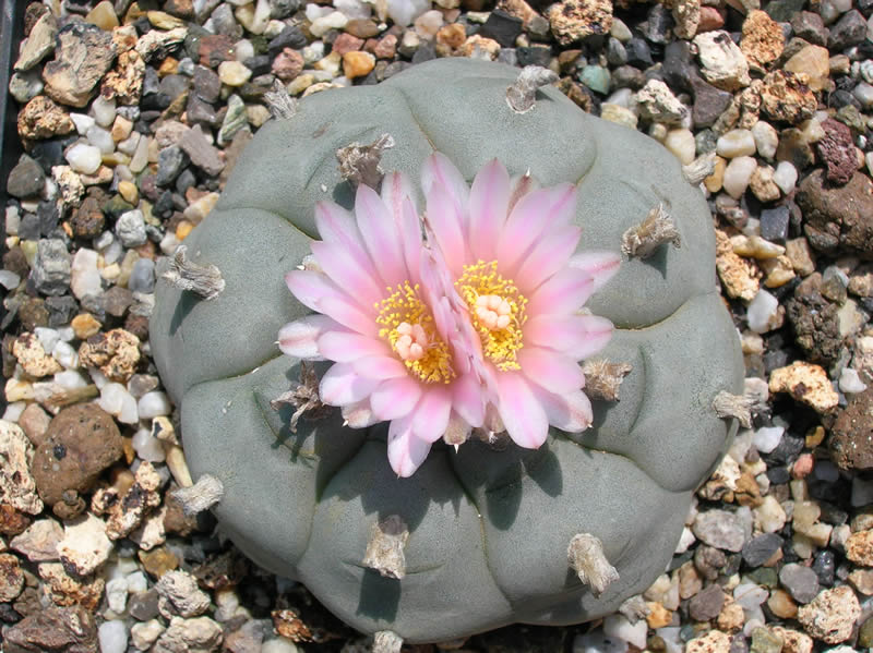 Lophophora williamsii v Calabasicall Peyote - San Pedro Cactus seeds