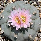 Lophophora williamsii v Calabasicall  semi