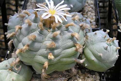 Lophophora williamsii v Cardona Peyote - San Pedro Cactus seeds