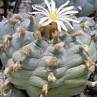 Lophophora williamsii v Cardona  cемян