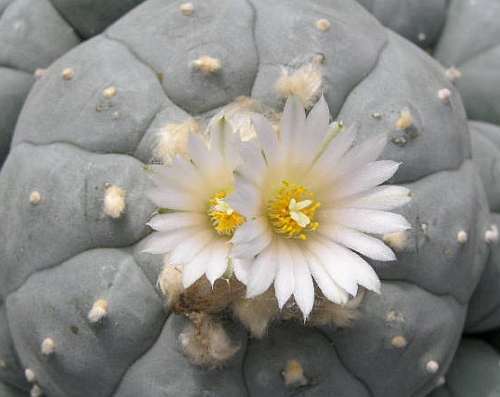Lophophora williamsii v Charco Blanco Peyote - San Pedro Cactus seeds