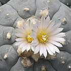 Lophophora williamsii v Charco Blanco Peyotl ? cactus San Pedro graines
