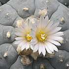 Lophophora williamsii v Charco Blanco  cемян