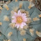 Lophophora williamsii v Cuatrocienegas peyotl - cactus San Pedro?  graines
