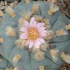 Lophophora williamsii v Cuatrocienegas Peyote Samen