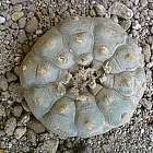 Lophophora williamsii v Durango  semillas