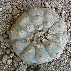 Lophophora williamsii v Durango Peyote Samen