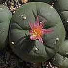 Lophophora williamsii v El Amparo  cемян