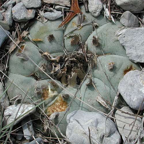 Lophophora williamsii v El Oso Peyote - San Pedro Cactus seeds