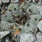 Lophophora williamsii v El Oso  semi