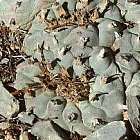 Lophophora williamsii v El Retiro Peyotl ? cactus San Pedro graines