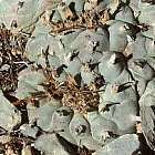 Lophophora williamsii v El Retiro Peyote Samen