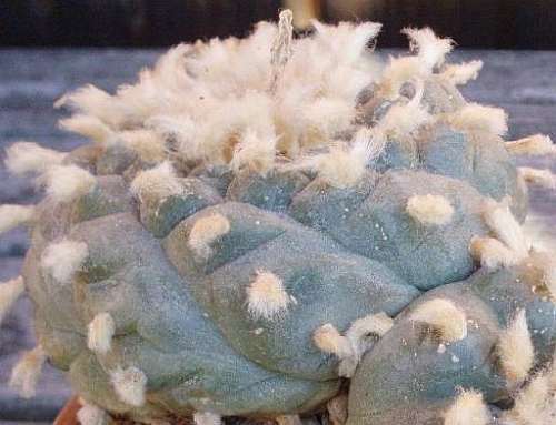 Lophophora williamsii v Est. Catorce Peyote - San Pedro Cactus seeds