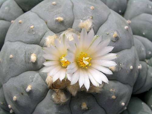 Lophophora williamsii v Est. Vanegas Peyote - San Pedro Cactus seeds