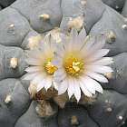 Lophophora williamsii v Est. Vanegas  cемян