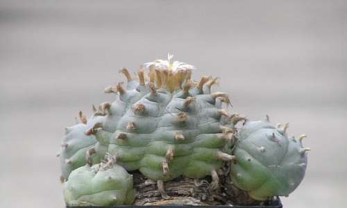 cactus San Pedro Lophophora williamsii v Refugio Peyotl 50 graines 