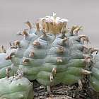 Lophophora williamsii v General Cepeda Peyote Samen