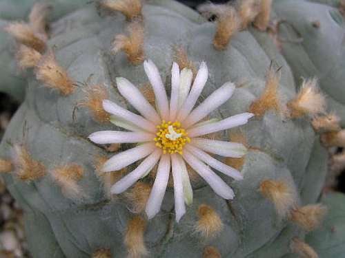 Lophophora williamsii v Icamole Peyote - San Pedro Cactus seeds