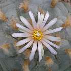 Lophophora williamsii v Icamole