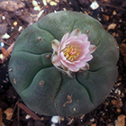 Lophophora williamsii v La Cuchilla Peyotl ? cactus San Pedro graines