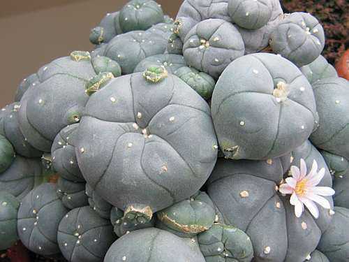 Lophophora williamsii v La Paloma Peyote - San Pedro Cactus seeds