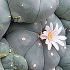 Lophophora williamsii v La Paloma