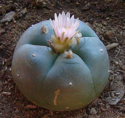 Lophophora williamsii v Las Coloradas Peyote - San Pedro Cactus seeds