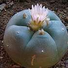 Lophophora williamsii v Las Coloradas  semi