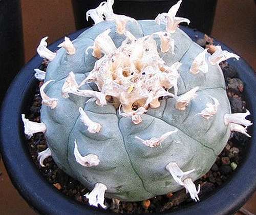 Lophophora williamsii v Loma de Verde Peyote - San Pedro Cactus seeds