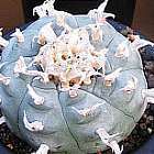 Lophophora williamsii v Loma de Verde Peyotl ? cactus San Pedro graines