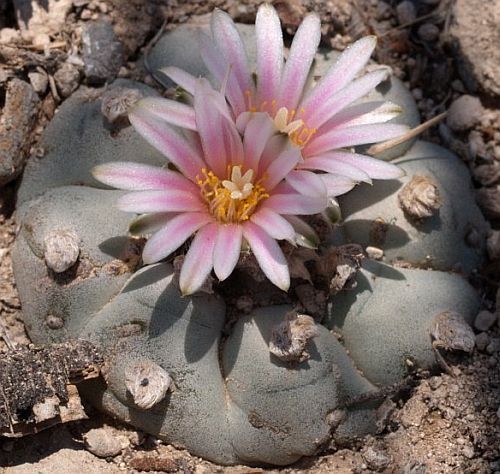 Lophophora williamsii v Los Tecolotes Peyote - San Pedro Cactus seeds