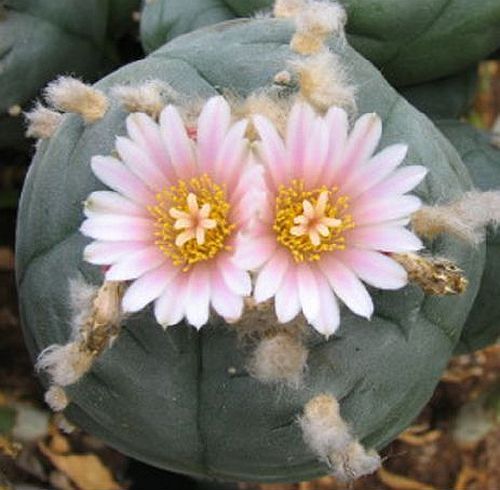 Lophophora williamsii v Mazapil Peyote - San Pedro Cactus seeds
